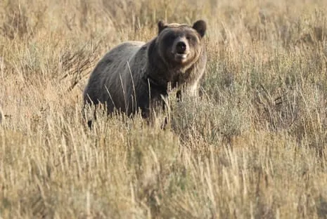 Trail Walker Attacked by Grizzly in Yellowstone Transported to Trauma Center