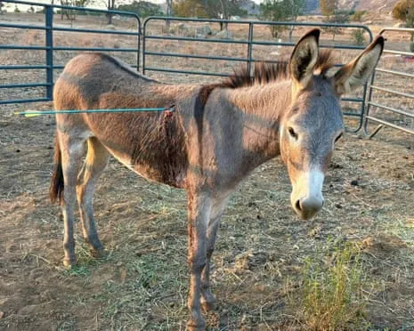 Donkey Healing Following Latest Projectile Strike on Feral Donkeys in California