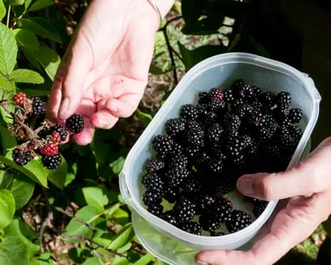 In Search Of: Delicious Baked Goods to Put to Good Use a Glut of Homemade Jam