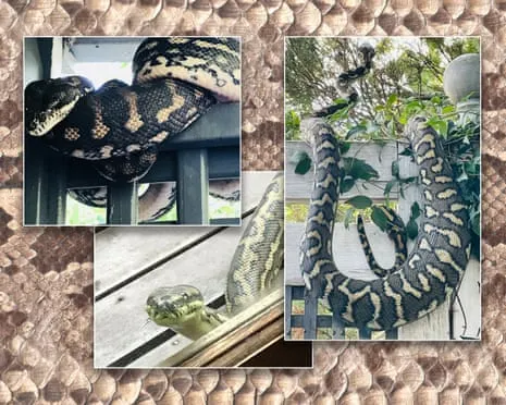 Accepting my Serpents in the Overhead Space: A Transformation from Anxiety to Respect